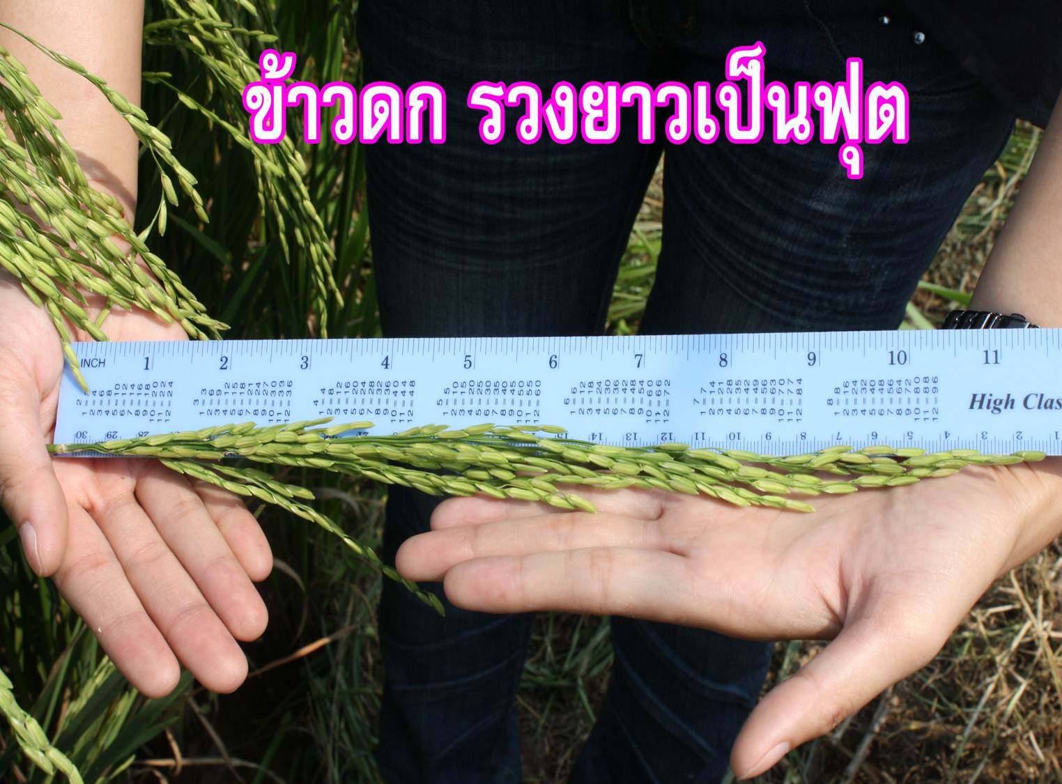 ปุ๋ยมูลค้างคาว ตราเขาเพชร สูตร 6-3-3 รูปที่ 4