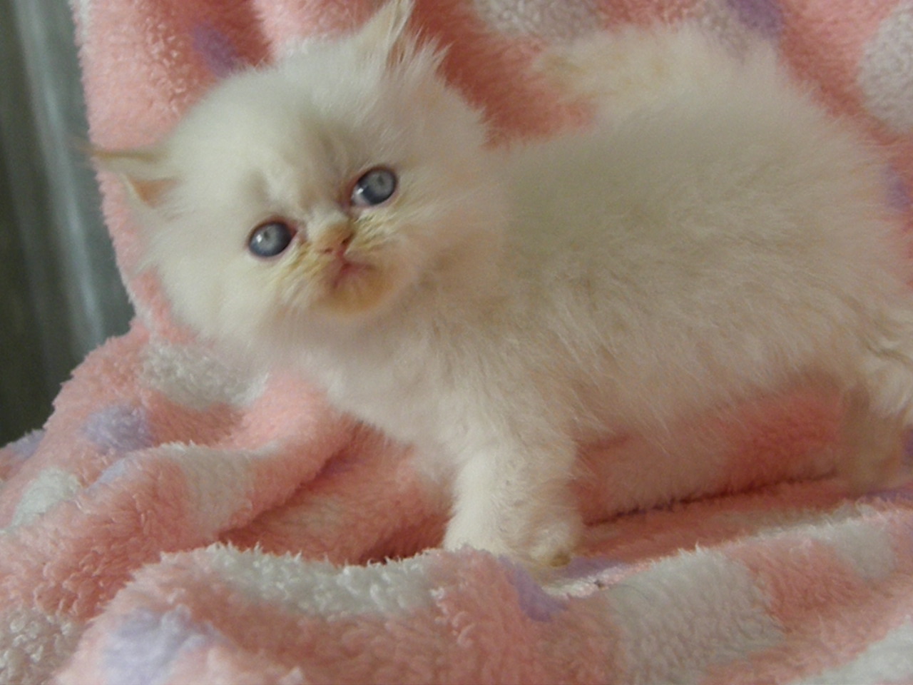 ขายลูกแมวหิมาลายันเรดพอยท์  รูปที่ 4