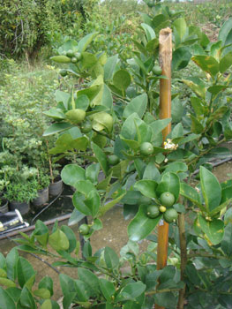 ขายต้นมะนาวแป้นพวง, แป้นพิจิตร บนต้นตอมะขวิด, ต้นมะขวิดสำหรับเสียบยอดส้ม อยู่เพชรบุรี่ค่ะ รูปที่ 4