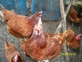 ขายไก่ไข่ พันธุ์กบินทร์บุรี จ.ปราจีนบุรี
