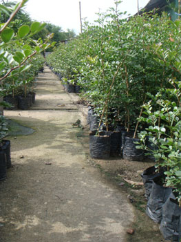 ขายต้นมะนาวแป้นพวง, แป้นพิจิตร บนต้นตอมะขวิด, ต้นมะขวิดสำหรับเสียบยอดส้ม อยู่เพชรบุรี่ค่ะ รูปที่ 3