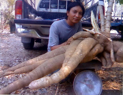 ปุ๋ยมูลค้างคาว สูตร6-3-3 อินทรีย์เคมี  รูปที่ 3