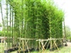 ขายต้นไผ่ รูปที่ 3