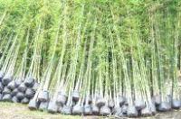 ขายต้นไผ่ รูปที่ 7