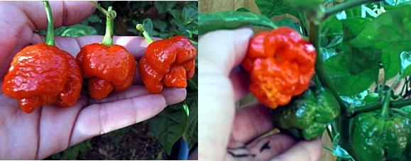 เมล็ดพริกเผ็ดติดอันดับโลก Trinidad Moruga Scorpion  รูปที่ 1