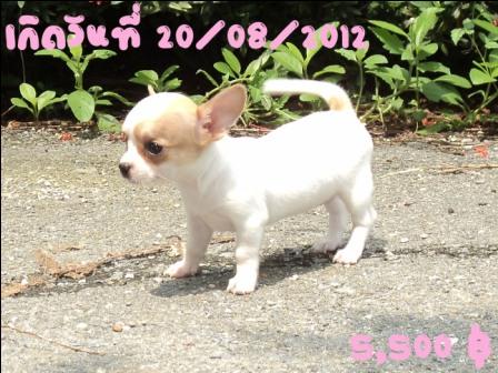 ชิวาวา มาแล้วจ้า รูปที่ 6
