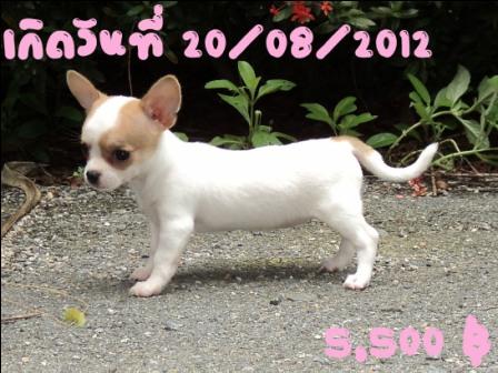 ชิวาวา มาแล้วจ้า รูปที่ 3