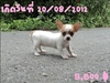 รูปย่อ ชิวาวา มาแล้วจ้า รูปที่3