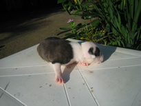 ลูกสุนัขอเมริกันพิตบูลสายกัด รูปที่ 2