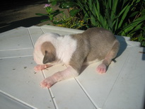 ลูกสุนัขอเมริกันพิตบูลสายกัด รูปที่ 4