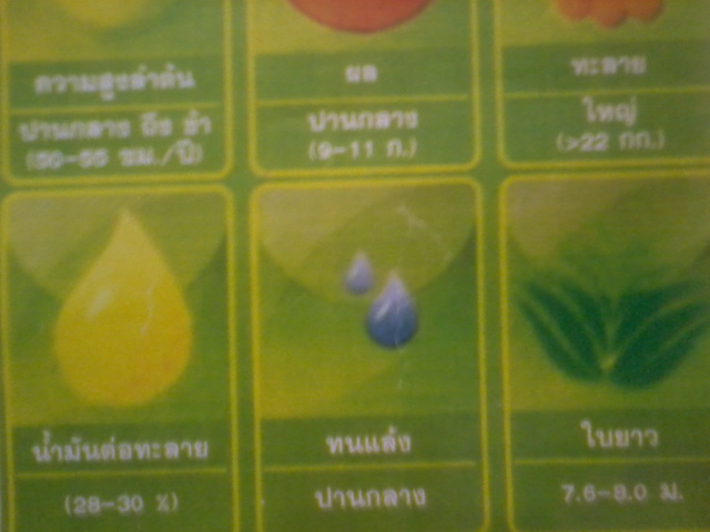 จำหน่ายปาล์มน้ำมันพันธุ์คอสตาริก้า ทนแล้ง ที่จังหวัดเลย :3 รูปที่ 4