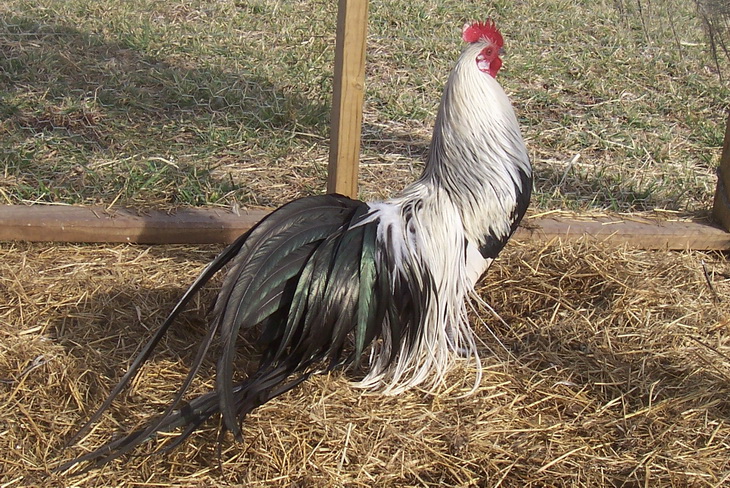 ขายไก่ฟ้าTemminck.’s Tragopan ไก่ฟีนิกค์ และนกกระทาต่าง ๆ รูปที่ 4