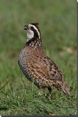 ขายไก่ฟ้าTemminck.’s Tragopan ไก่ฟีนิกค์ และนกกระทาต่าง ๆ รูปที่ 5