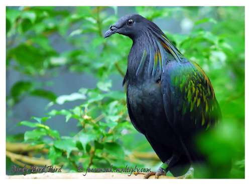 ขายไก่ฟ้าTemminck.’s Tragopan ไก่ฟีนิกค์ และนกกระทาต่าง ๆ รูปที่ 3