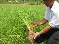 หัวเชื้อจุลินทรีย์ EM แท้ 100% ลดกลิ่นเน่าเหม็น เกษตรธรรมชาติปลอดสารพิษพัฒนาคุณภาพ ของศ.ดร.เทรูโอะ ฮิหงะ  รูปที่ 3