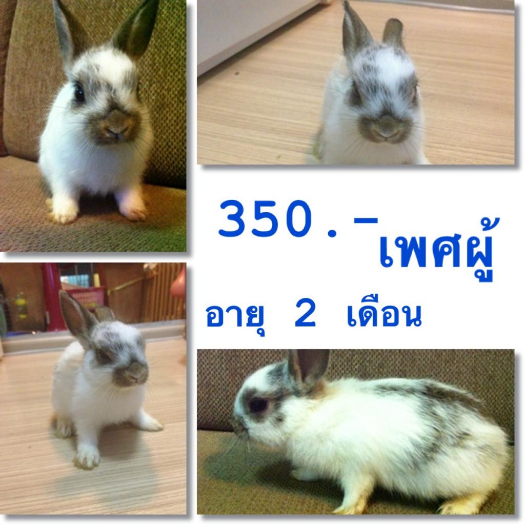 ND แท้เกรดเลี้ยงเล่น ราคากันเอง รูปที่ 4
