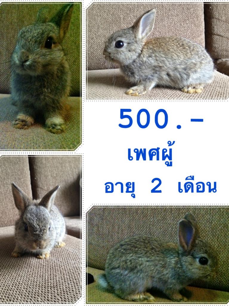 ND แท้เกรดเลี้ยงเล่น ราคากันเอง รูปที่ 3