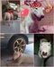 รูปย่อ ขายลูกสุนัข Bull Terrier เพศเมีย 2 ตัว รูปที่7