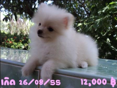 ปอมเมอเรเนียนน่าร๊ากกกก รูปที่ 7