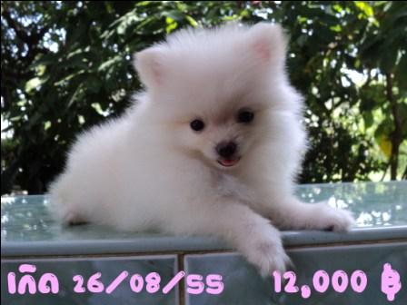 ปอมเมอเรเนียนน่าร๊ากกกก รูปที่ 6