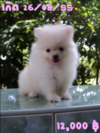 ปอมเมอเรเนียนน่าร๊ากกกก รูปที่ 4