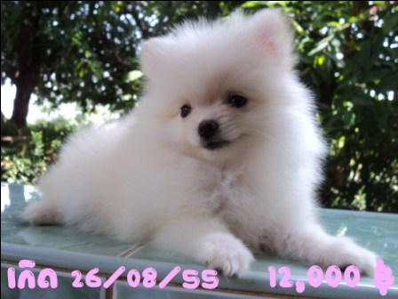 ปอมเมอเรเนียนน่าร๊ากกกก รูปที่ 5