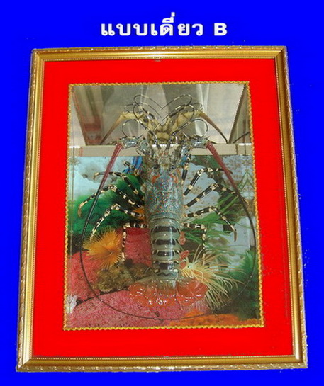 จำหน่ายกุ้งมังกรสตาฟ สวยงาม เสริมดวงเสริมบารมี รูปที่ 3