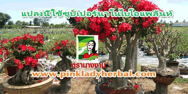 นาโนไบโอแพล้นท์กับซุปเปอร์นาโนไบโอแพล้นท์ 1 2 3 4 ด้วยการเพิ่มสารบำรุงพืชเข้มข้น ตรานางงามมิทเชลล์ Nanobioplant  รูปที่ 7