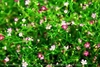 รูปย่อ "ไร่หญ้าดาวุธ" จำหน่ายหญ้าทุกชนิด ไม้ดอกไม้ประดับ รับจัดสวน รับทำสนาม ราคาเป็นกันเอง !!!! รูปที่1