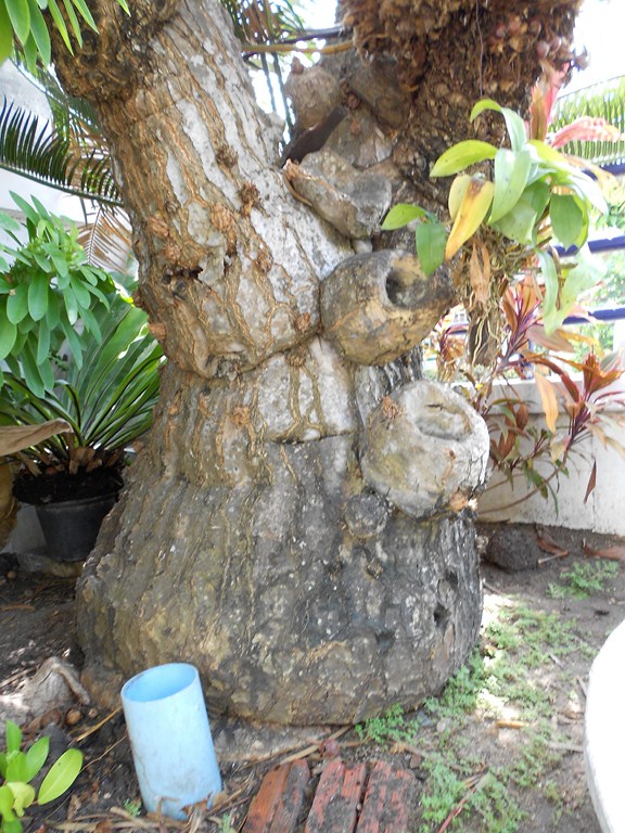 ขายปรงเขายักษ์ (พันธุ์สระบุรี) รูปที่ 5