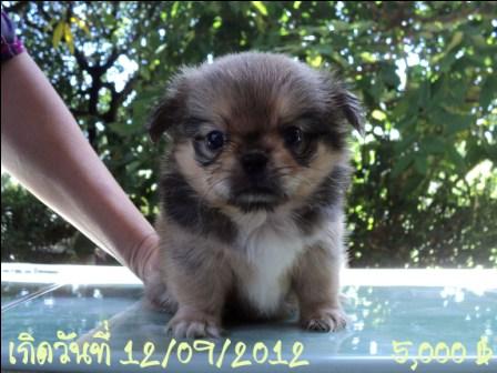 ปอมปักกิ่งมาแย้ววจ้า (ลูกครึ่ง พ่อปอม แม่ปักกิ่ง) รูปที่ 2