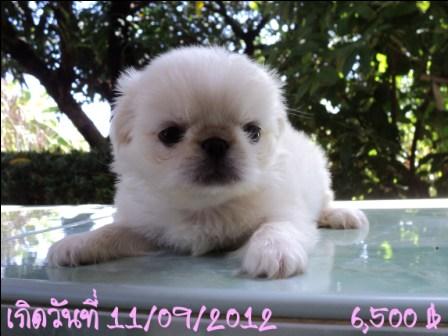 ปักกิ่งมาแย้วว รูปที่ 7
