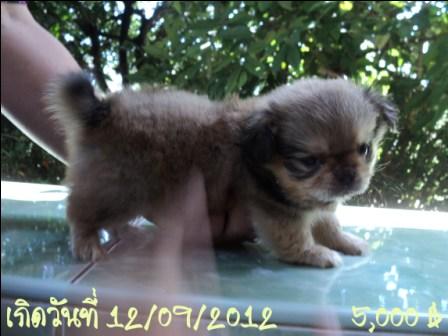 ปอมปักกิ่งมาแย้ววจ้า (ลูกครึ่ง พ่อปอม แม่ปักกิ่ง) รูปที่ 6