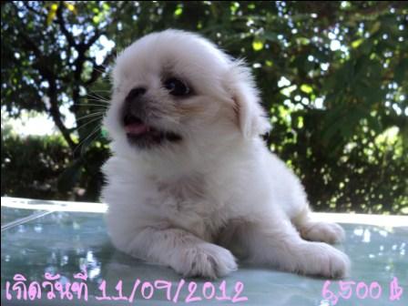 ปักกิ่งมาแย้วว รูปที่ 5