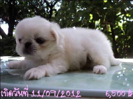 ปักกิ่งมาแย้วว รูปที่ 4