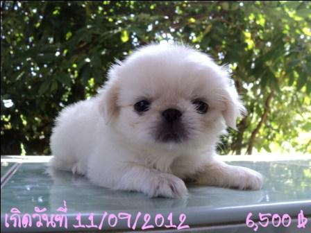 ปักกิ่งมาแย้วว รูปที่ 3