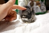 รูปย่อ [ขาย] ลูกกระต่ายพันธุ์ ND แท้ 4 ตัว น่ารัก ดื่มนมแม่ครบ 1 เดือนแล้ว แข็งแรง ฟันสวย รูปที่3