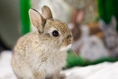 [ขาย] ลูกกระต่ายพันธุ์ ND แท้ 4 ตัว น่ารัก ดื่มนมแม่ครบ 1 เดือนแล้ว แข็งแรง ฟันสวย