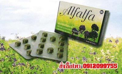 อัลฟัลฟ่า (Alfalfa) รักษาโรคริดสีดวง ไมเกรน  รูปที่ 1
