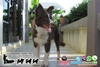 รูปย่อ ขายลูกอลาสก้า มาลามิวท์, Border Collie สีน้ำตาล, พุดเดิ้ลทอยสีแดง เกิดในไทย ใบเพ็ดสมาคมฯ สำหรับคนที่สนใจเท่านั้น รูปที่7