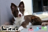 รูปย่อ ขายลูกอลาสก้า มาลามิวท์, Border Collie สีน้ำตาล, พุดเดิ้ลทอยสีแดง เกิดในไทย ใบเพ็ดสมาคมฯ สำหรับคนที่สนใจเท่านั้น รูปที่5