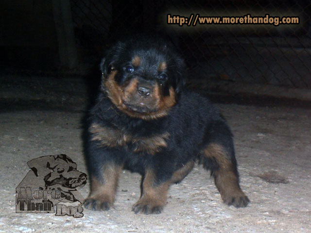 ขายลูกร็อตไวเลอร์(rottweiler) สายพันธุ์แท้ คุณภาพ รูปที่ 2