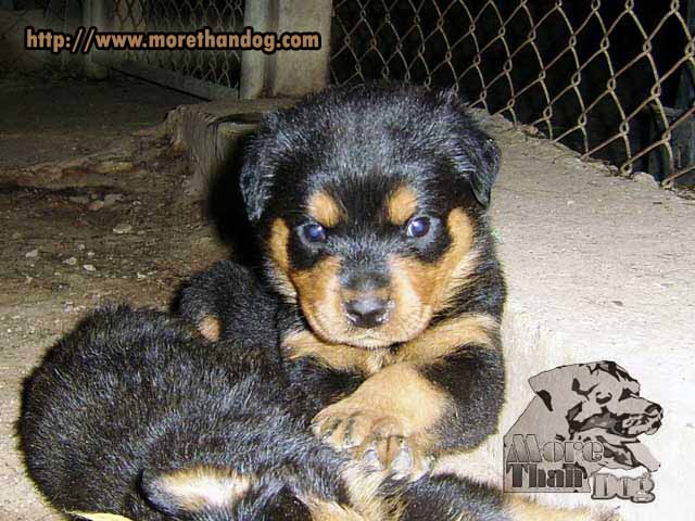 ขายลูกร็อตไวเลอร์(rottweiler) สายพันธุ์แท้ คุณภาพ รูปที่ 5