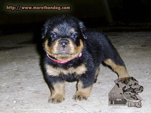 ขายลูกร็อตไวเลอร์(rottweiler) สายพันธุ์แท้ คุณภาพ รูปที่ 3
