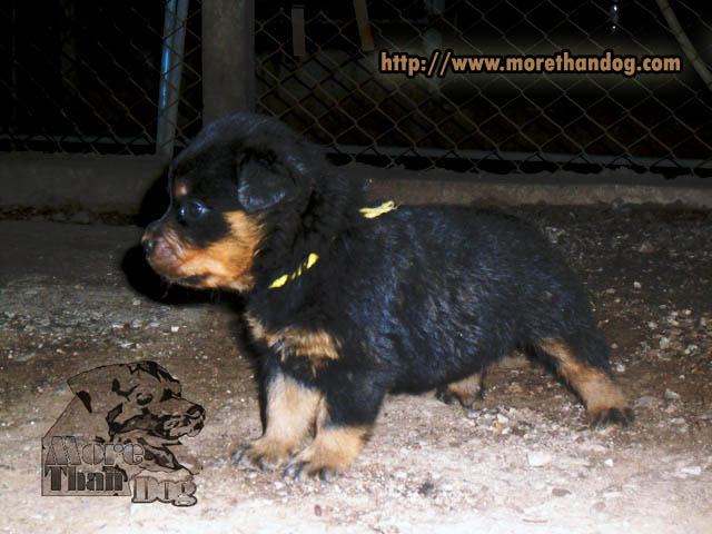 ขายลูกร็อตไวเลอร์(rottweiler) สายพันธุ์แท้ คุณภาพ รูปที่ 4