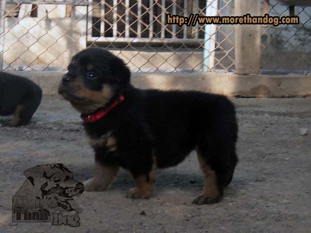 ขายลูกร็อตไวเลอร์(rottweiler) สายพันธุ์แท้ คุณภาพ รูปที่ 6