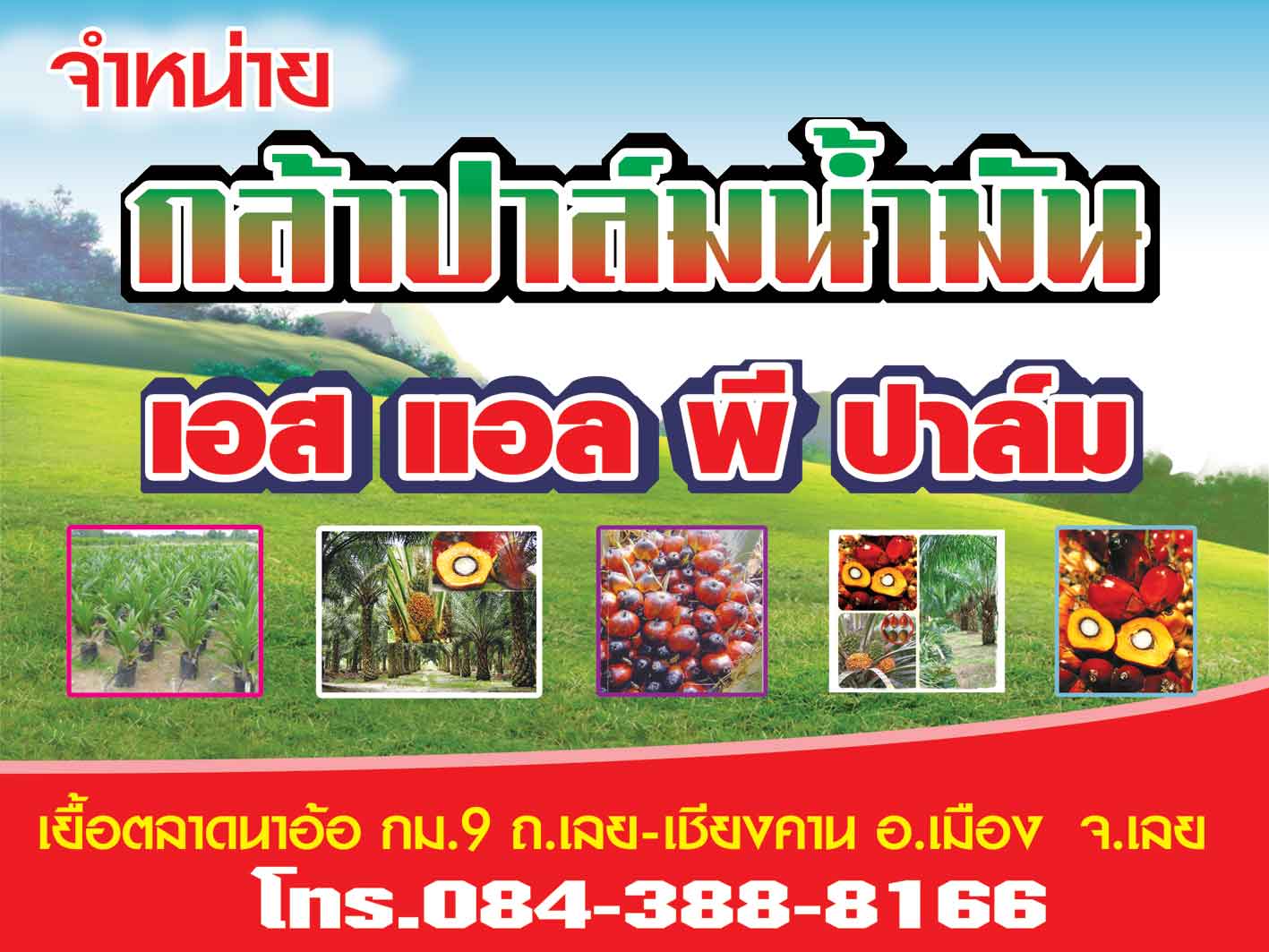 ขาย / รับจอง  ต้นกล้าปาล์มน้ำมัน “เทเนอร่า” พร้อมใบรับรองสายพันธุ์ รูปที่ 2