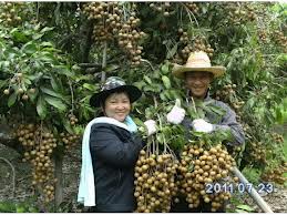 ปุ๋ยชีวภาพ ไฮโกร S,L ปลอดสารเคมี 100 เปอร์เซ็น รูปที่ 7