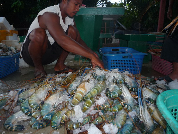 ขายส่ง-กุ้งก้ามกรามขายส่ง (ไซส์จัมโบ้) ถูกที่สุดในประเทศไทย รูปที่ 6