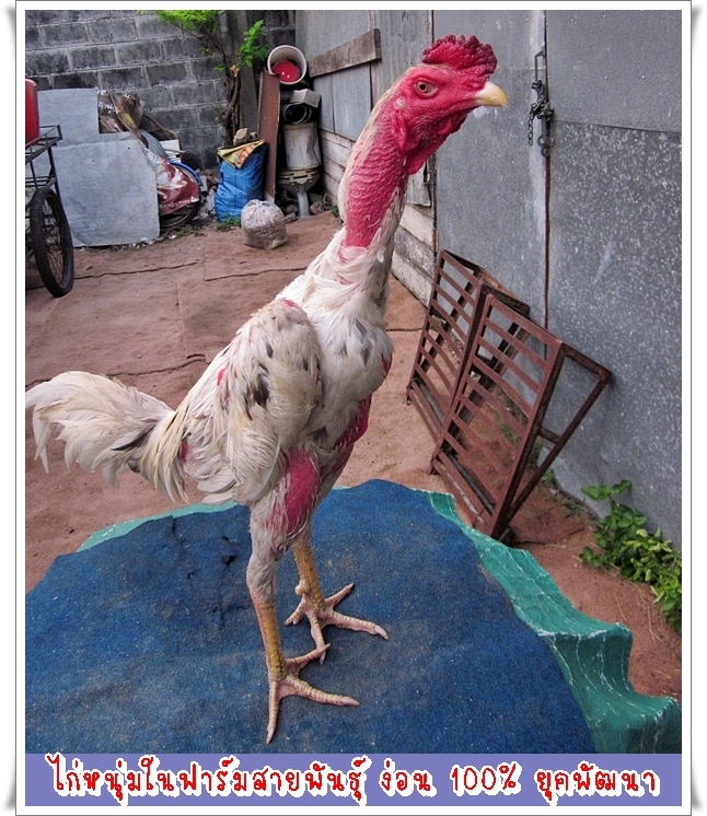 ซุ้มไก่ชนเพชรประเสริฐขายไก่ชนลูกผสมพม่าง่อนบราซิลและก๋อยง่อนบราซิลยุคพัฒนาสายพันธุ์ใหม่ รูปที่ 5